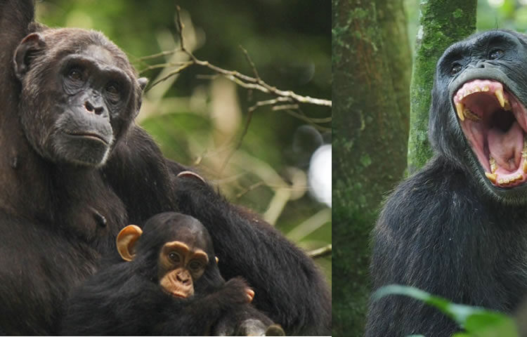 1 Day Kibale Chimpanzee Tracking